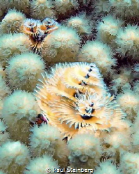 Christmas Tree Worms by Paul Steinberg 